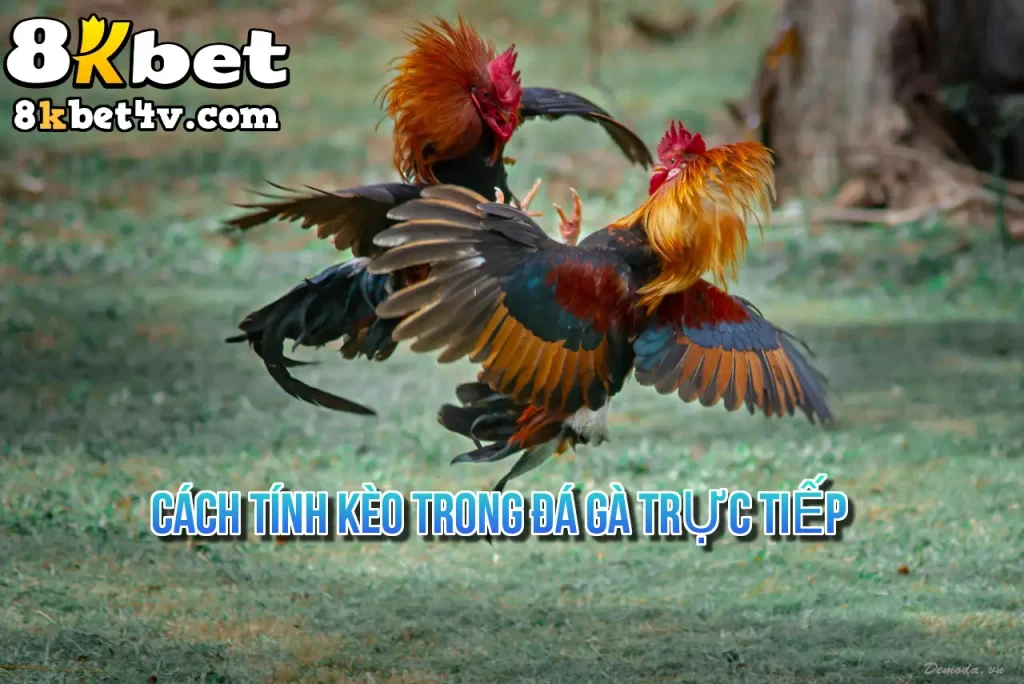 Cách Tính Kèo Trong Đá Gà Trực Tiếp